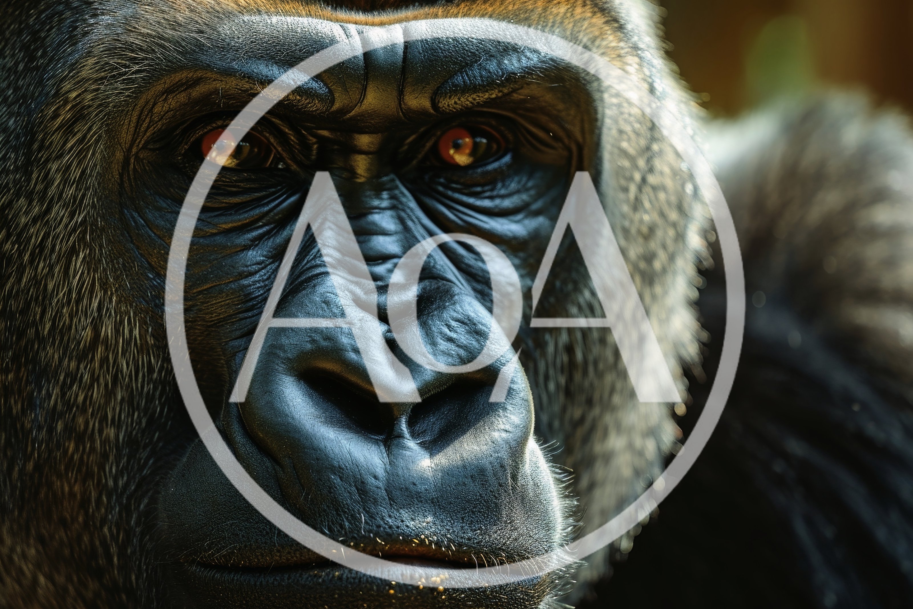 Close Up Portrait Of A Silverback Gorilla