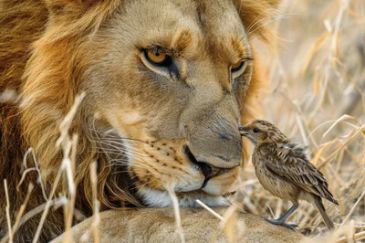 Lion and Small Bird Interacting in Savannah Grass