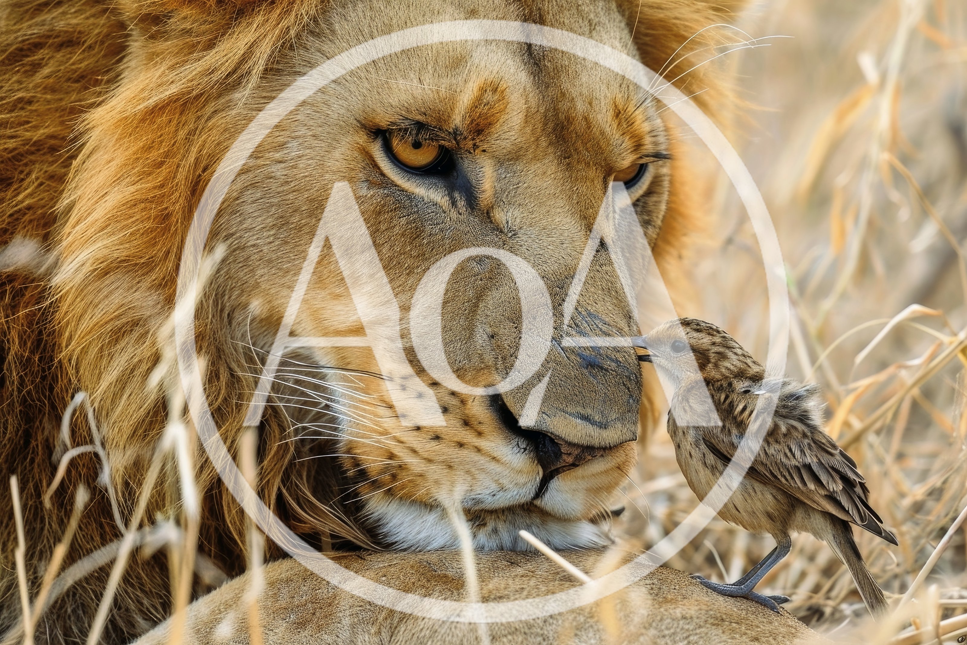 Lion and Small Bird Interacting in Savannah Grass