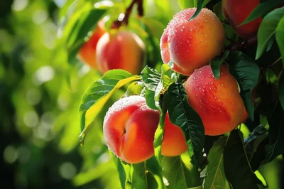 Fresh Ripe Peaches Hanging on a Tree Branch