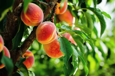 Ripe Peaches Hanging From A Fruit Tree Branch