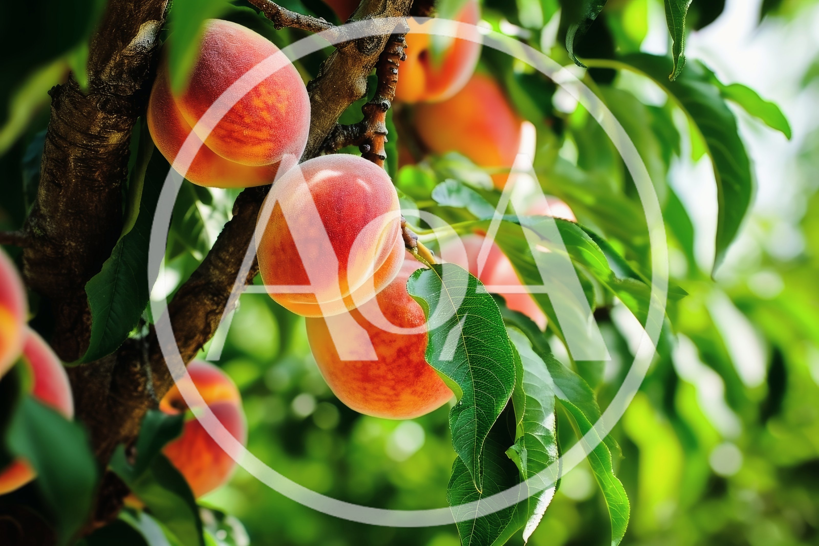 Ripe Peaches Hanging From A Fruit Tree Branch