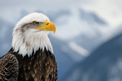 Majestic Bald Eagle Portrait Against Snowy Mountain Background