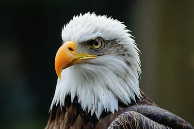 Close Up Portrait Of A Majestic Bald Eagle