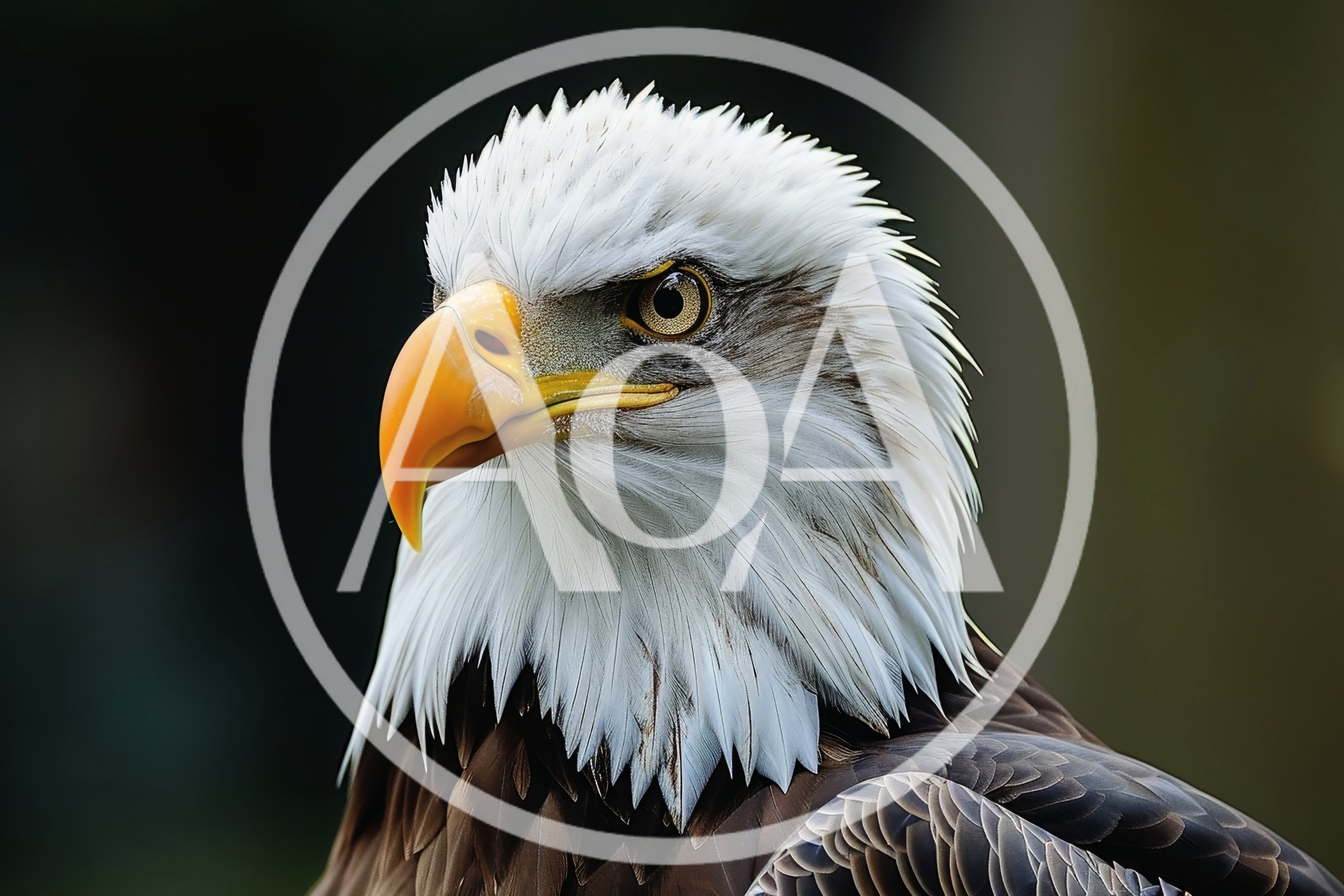 Close Up Portrait Of A Majestic Bald Eagle