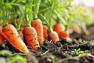 Fresh Organic Carrots Growing In Fertile Garden Soil