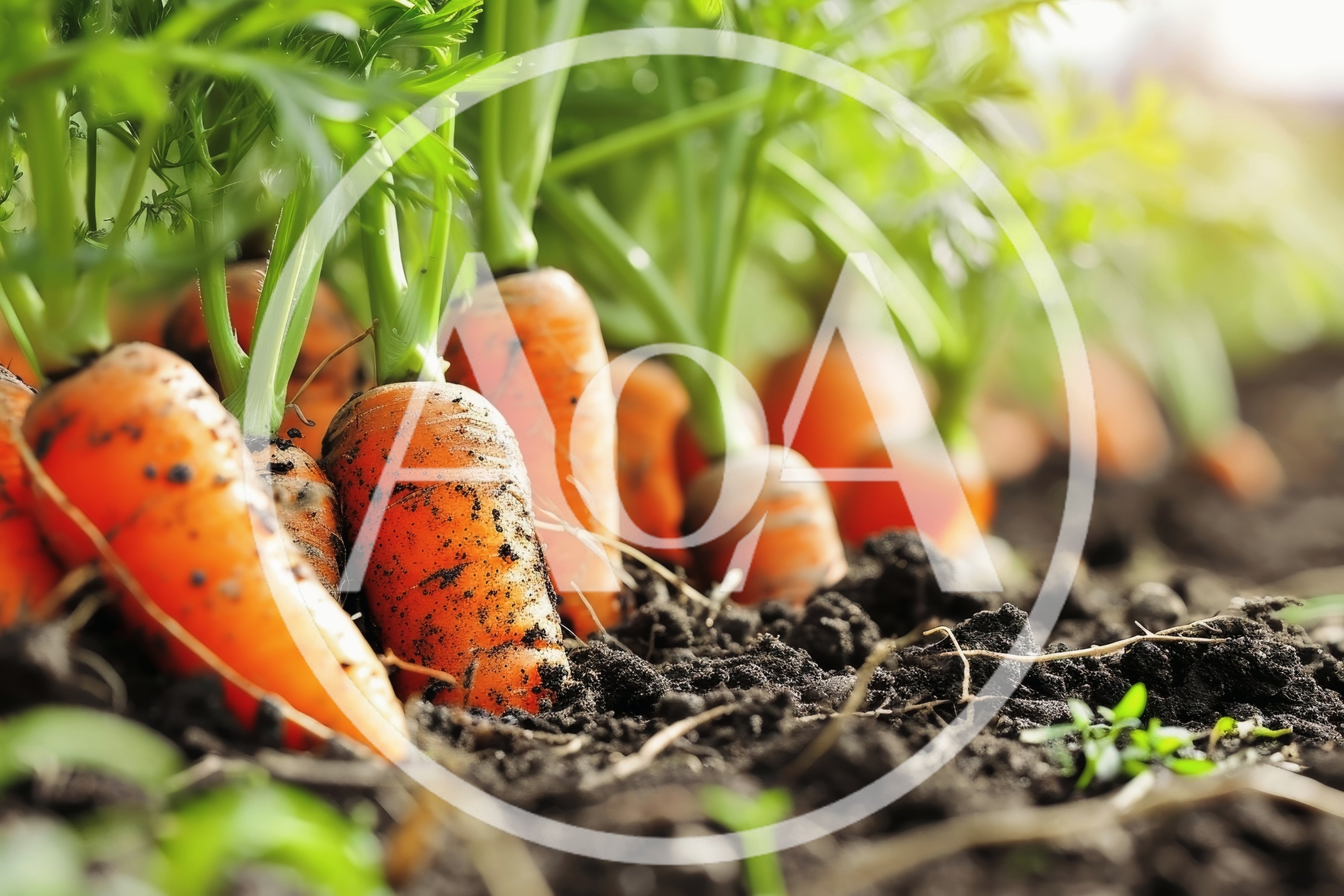Fresh Organic Carrots Growing In Fertile Garden Soil