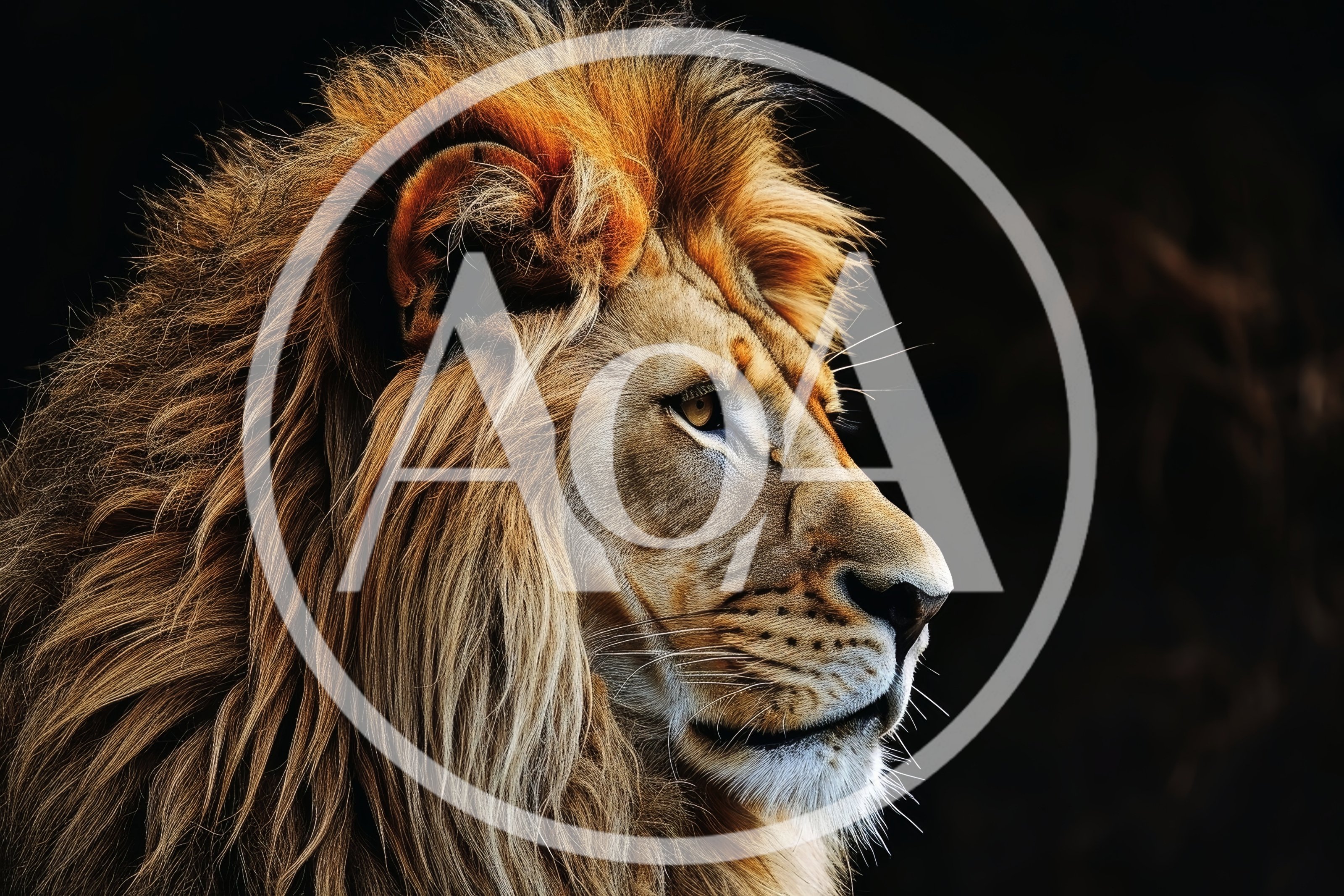 Majestic Male Lion Profile Portrait