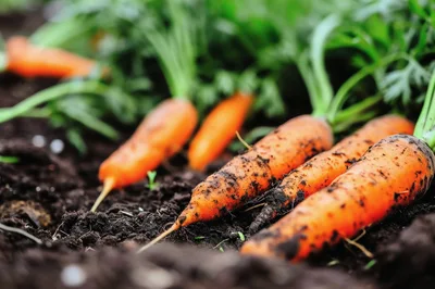 Freshly Harvested Organic Carrots In Garden Soil