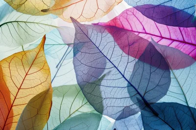 Colorful Translucent Skeletonized Leaves Background