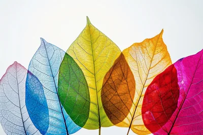 Colorful Translucent Skeleton Leaves Arranged In A Row