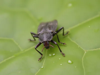 Darkling Beetle Resting on a Green Leaf