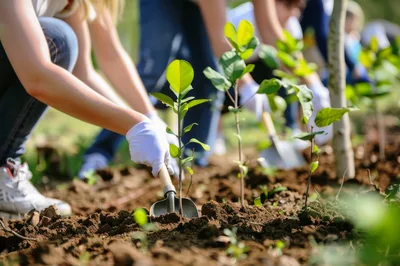 Volunteers Planting Young Tree Saplings in Soil
