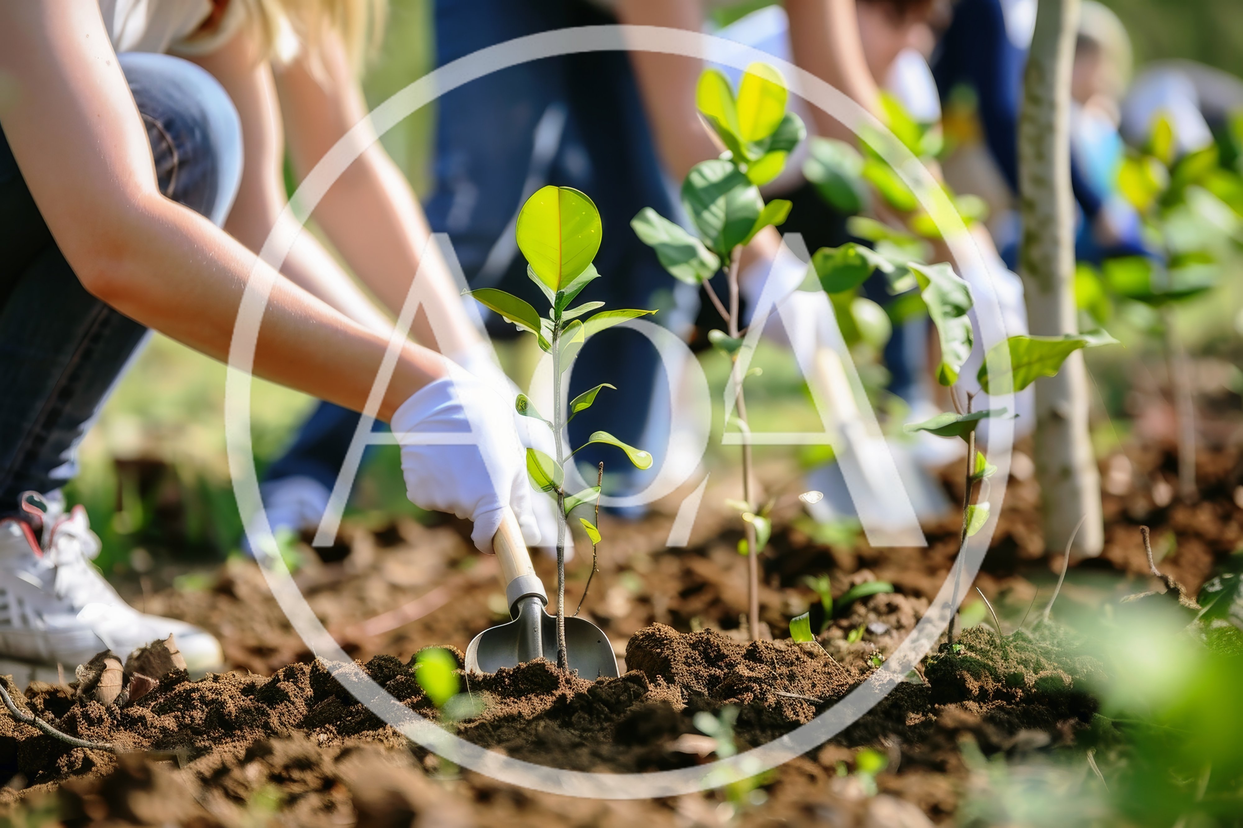 Volunteers Planting Young Tree Saplings in Soil
