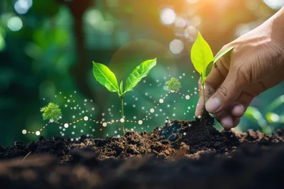 Hand Planting Seedling With Digital Growth Chart Overlay