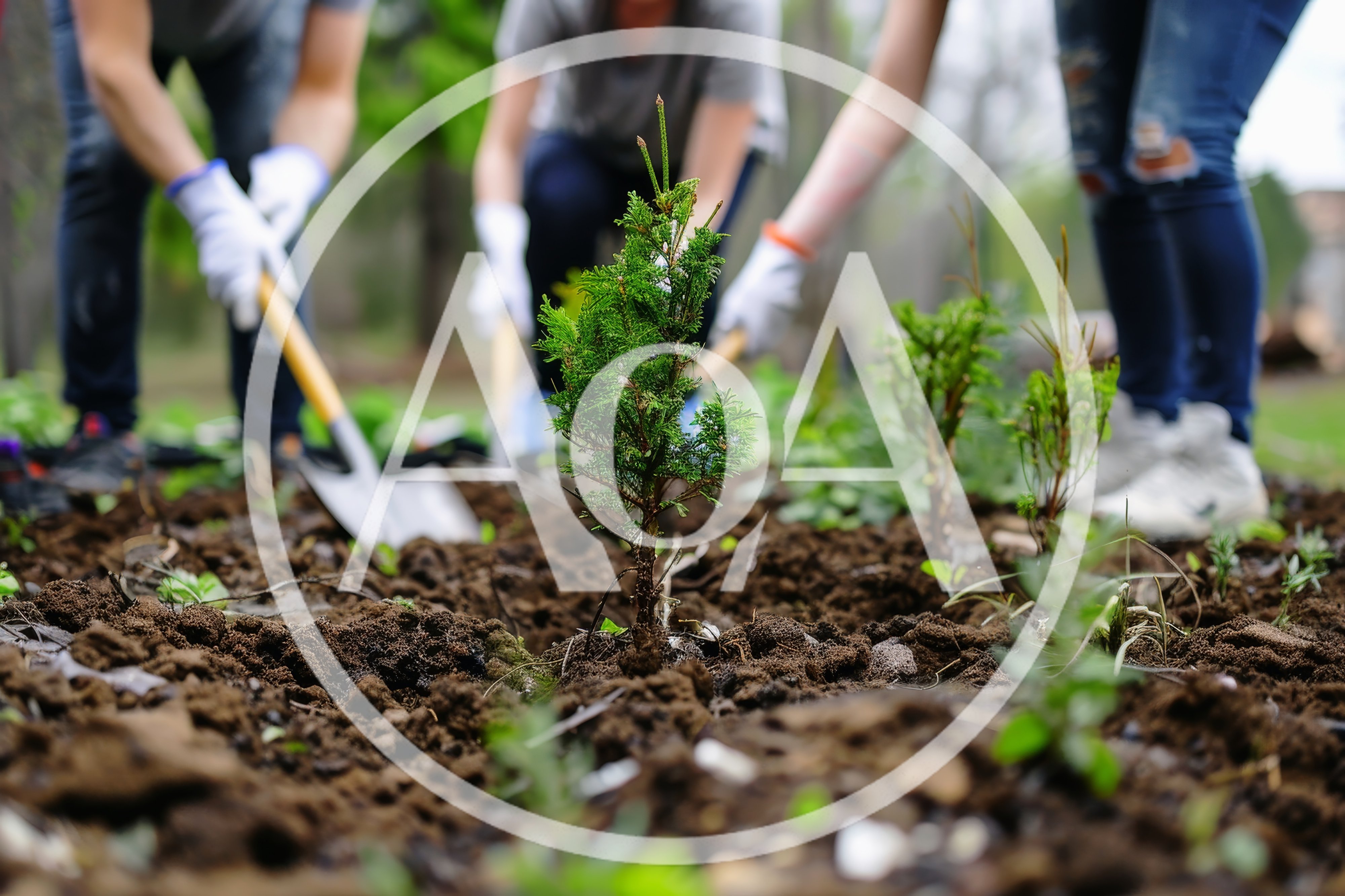Group Of Volunteers Planting Young Conifer Trees