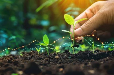 Hand Planting Young Seedling With Digital Growth Data Overlay