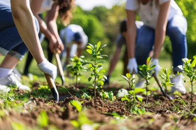 Group Of Volunteers Planting Young Trees In A Park