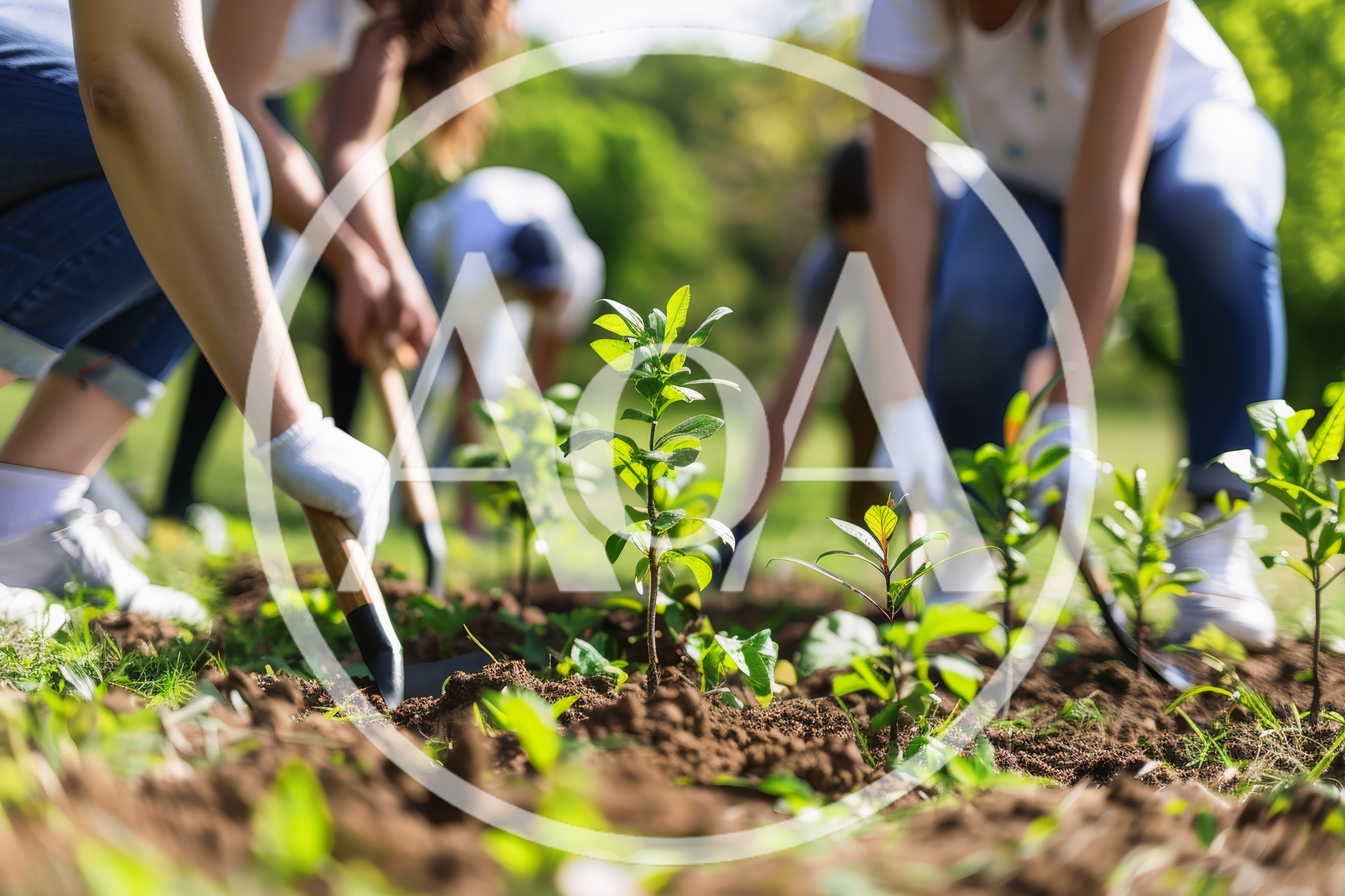 Group Of Volunteers Planting Young Trees In A Park