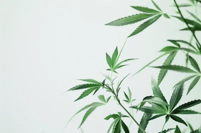 Green Cannabis Plant Leaves Against White Background