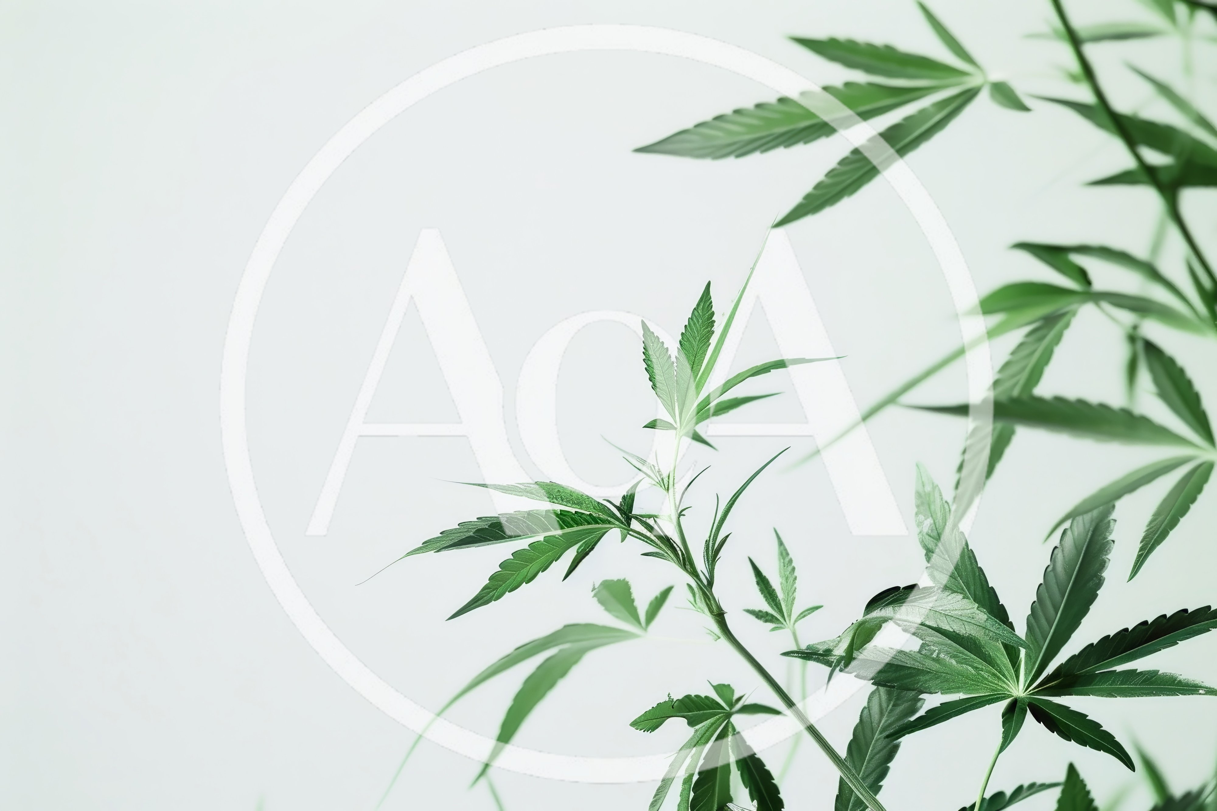 Green Cannabis Plant Leaves Against White Background