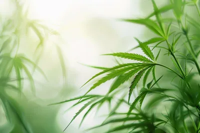 Fresh Green Cannabis Leaves In Soft Sunlight