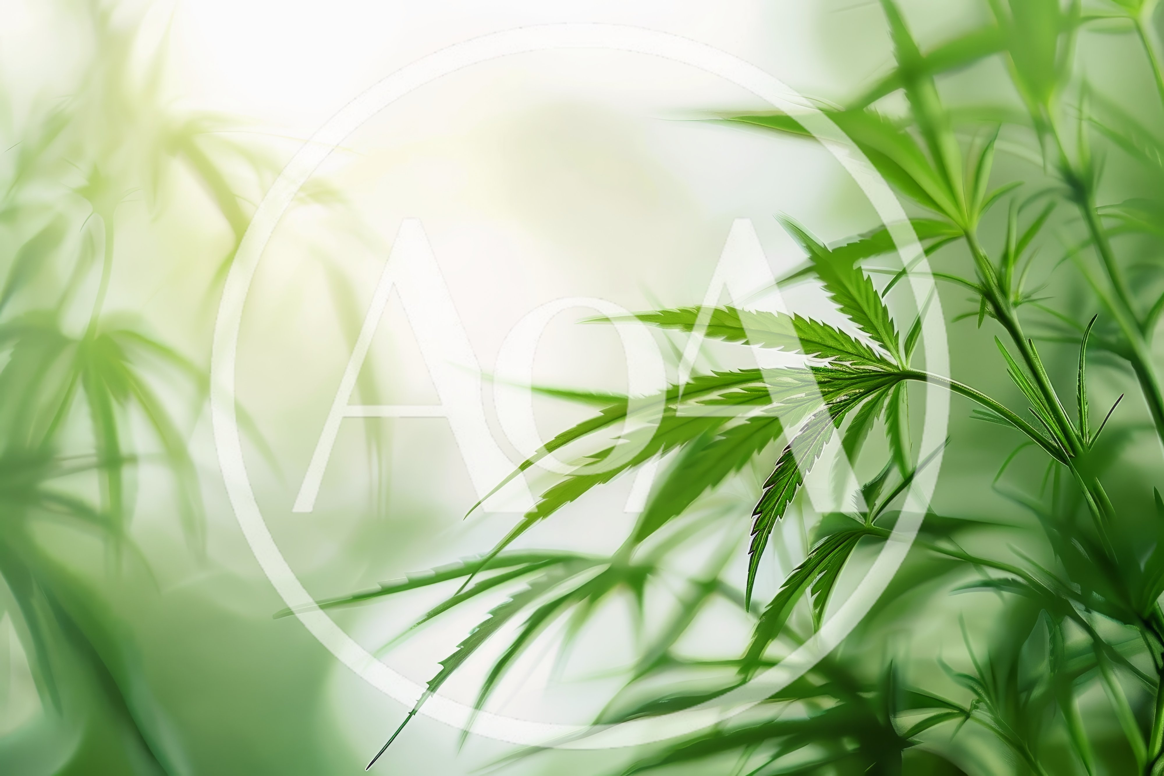 Fresh Green Cannabis Leaves In Soft Sunlight