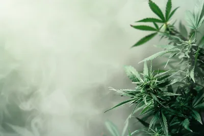 Cannabis Plant Growing In A Smoky Environment