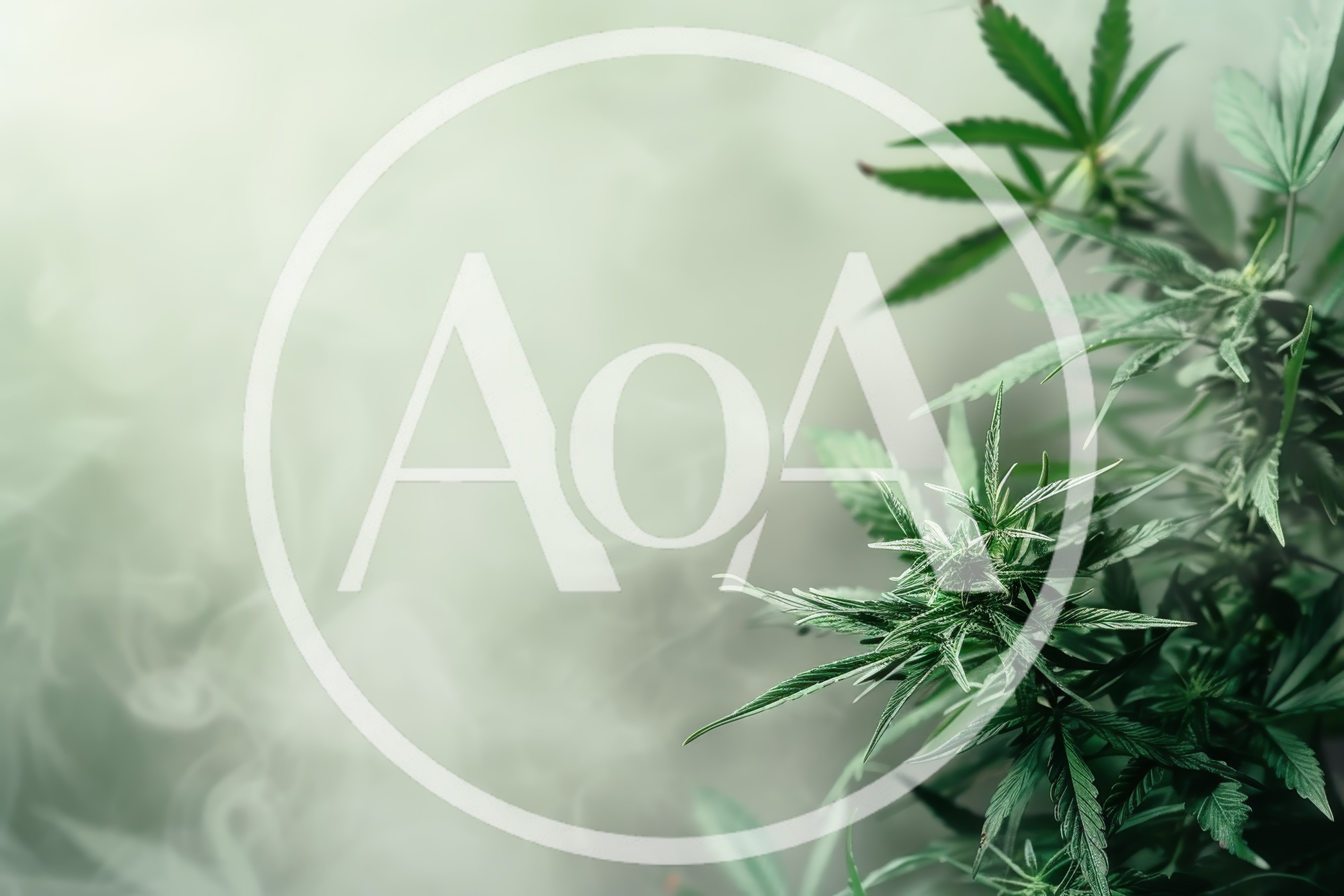Cannabis Plant Growing In A Smoky Environment