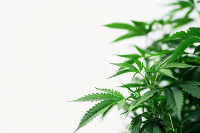 Green Cannabis Plant Leaves Against White Background