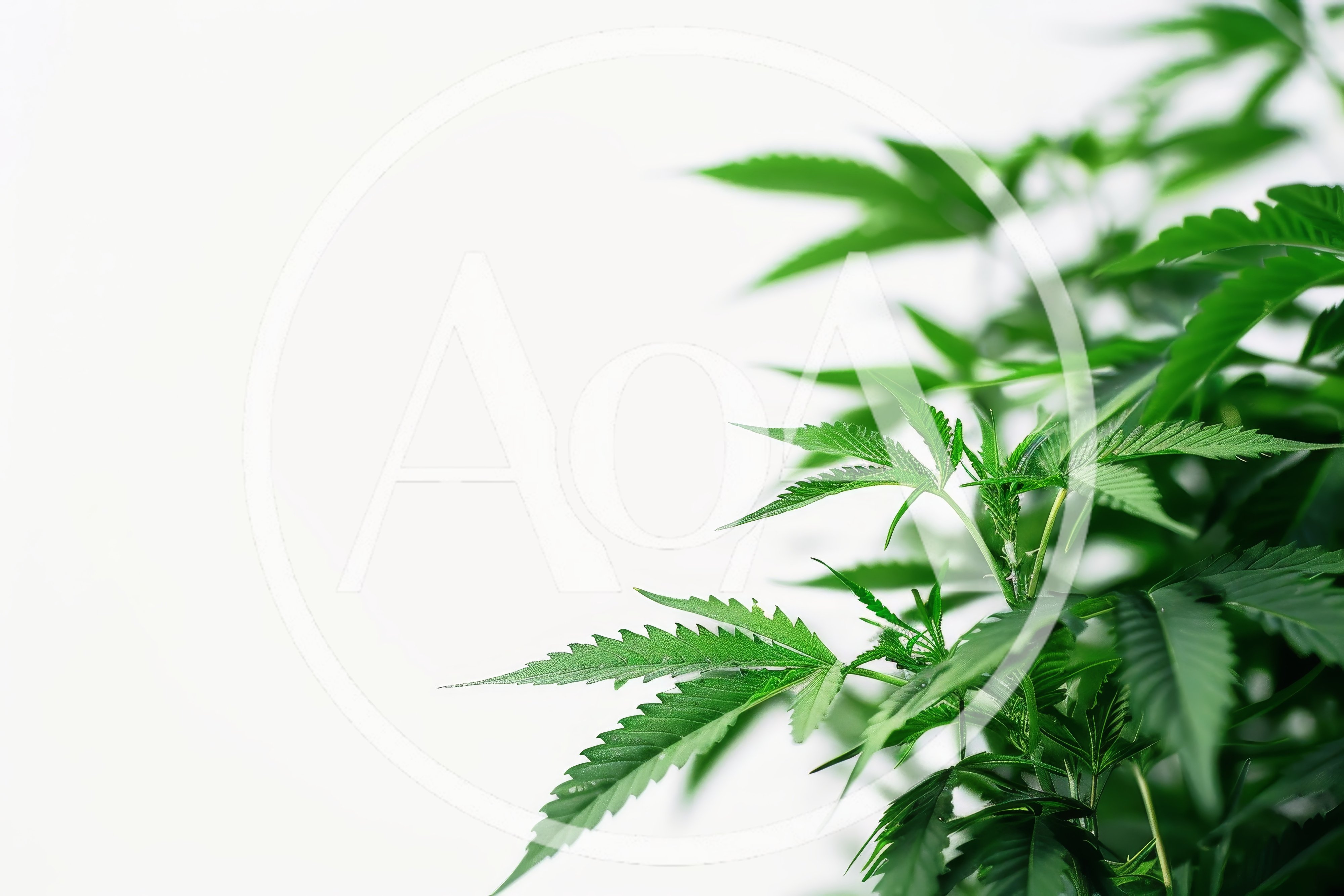 Green Cannabis Plant Leaves Against White Background