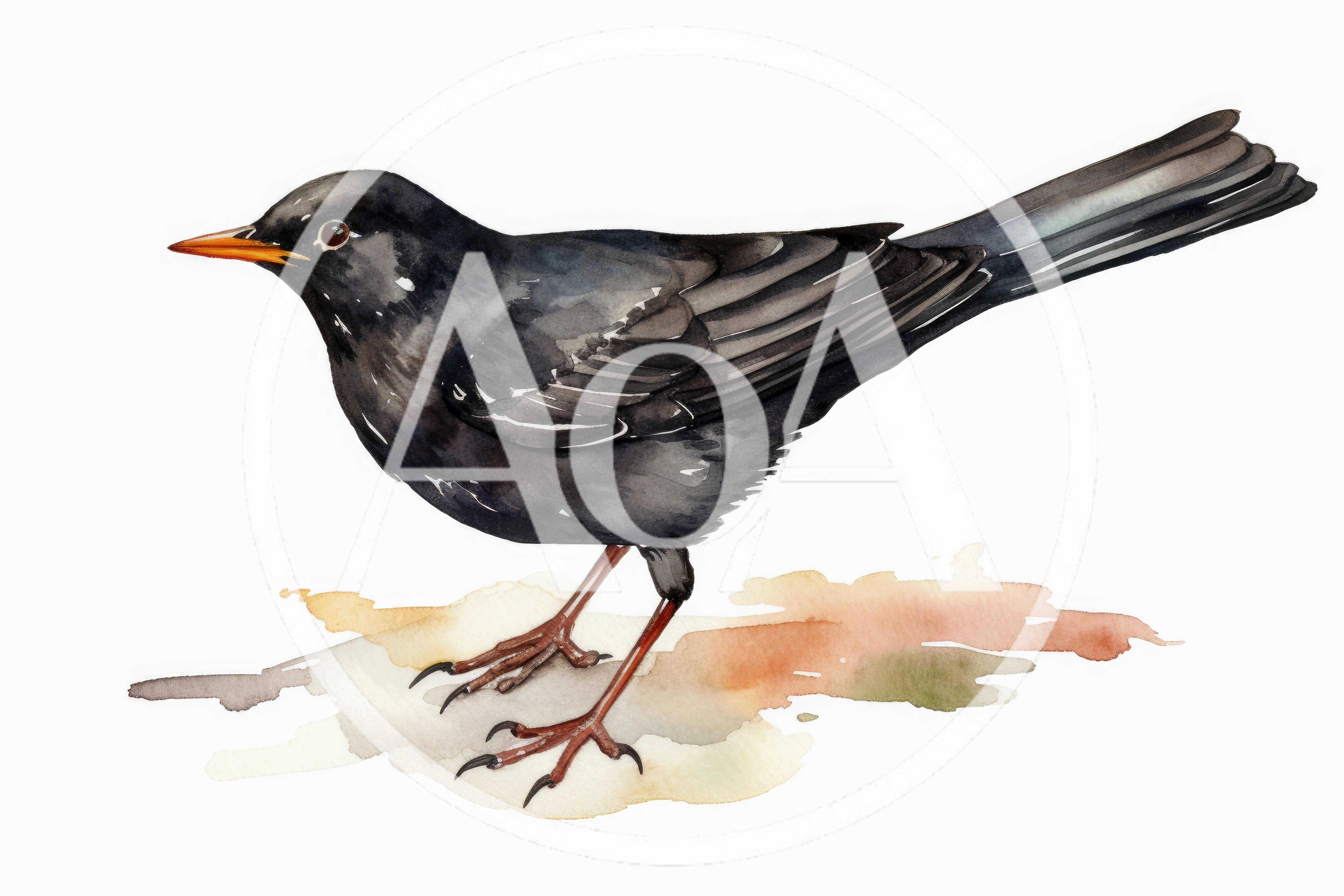 Watercolor Illustration Of A Common Blackbird