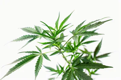 Green Cannabis Plant Leaves Against White Background