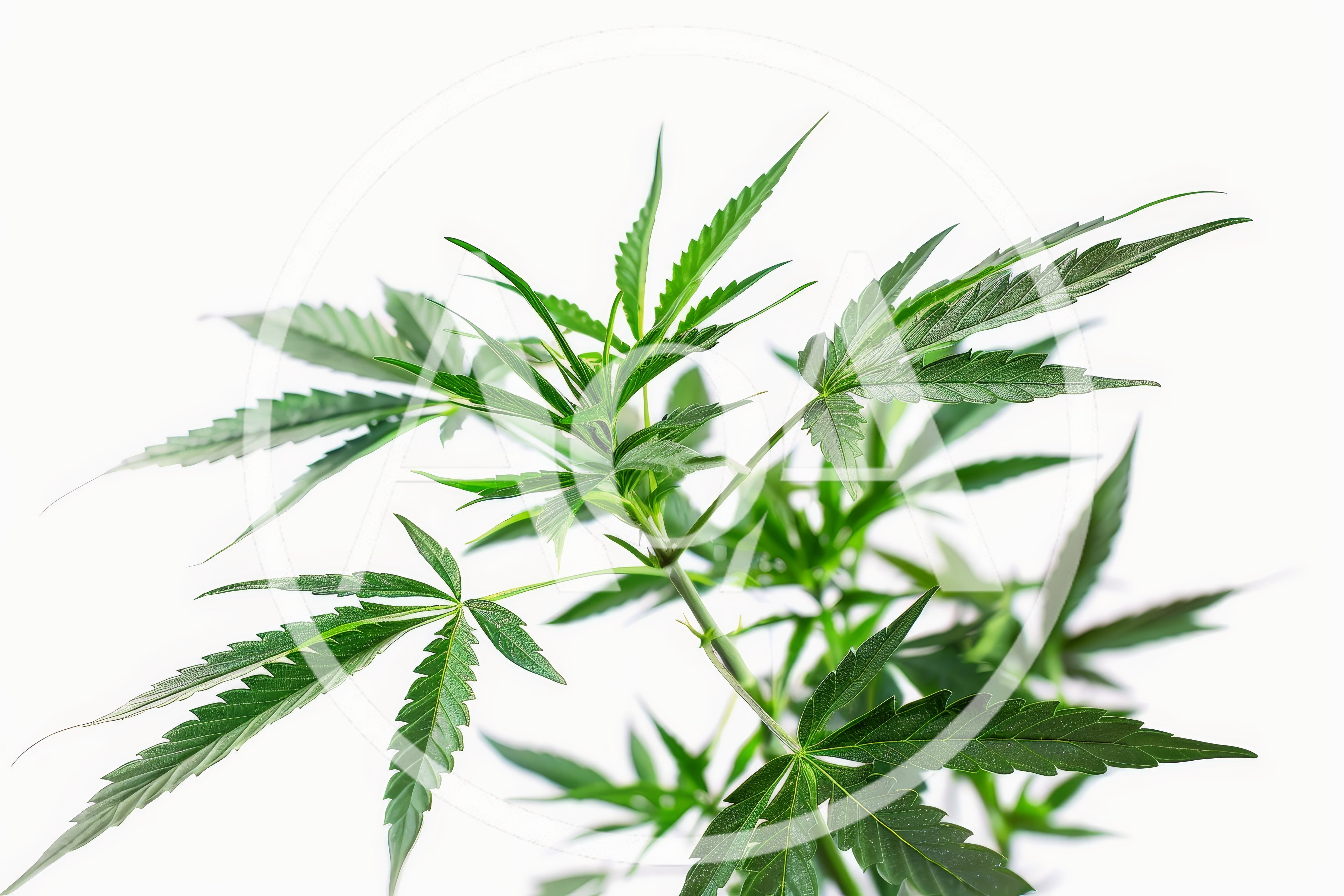 Green Cannabis Plant Leaves Against White Background