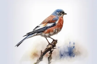Eastern Bluebird Perched On A Weathered Branch