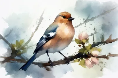 Watercolor Illustration Of A Common Chaffinch On A Branch