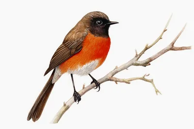 Watercolor Illustration Of A Small Robin Bird