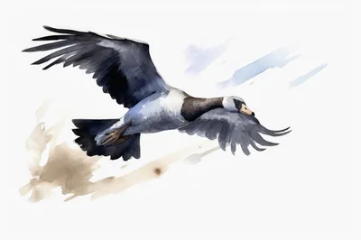 Watercolor Illustration Of A Flying Barnacle Goose