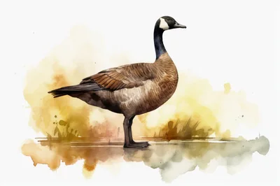 Watercolor Illustration Of A Canada Goose
