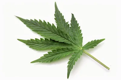 Single Green Cannabis Leaf Isolated On White Background