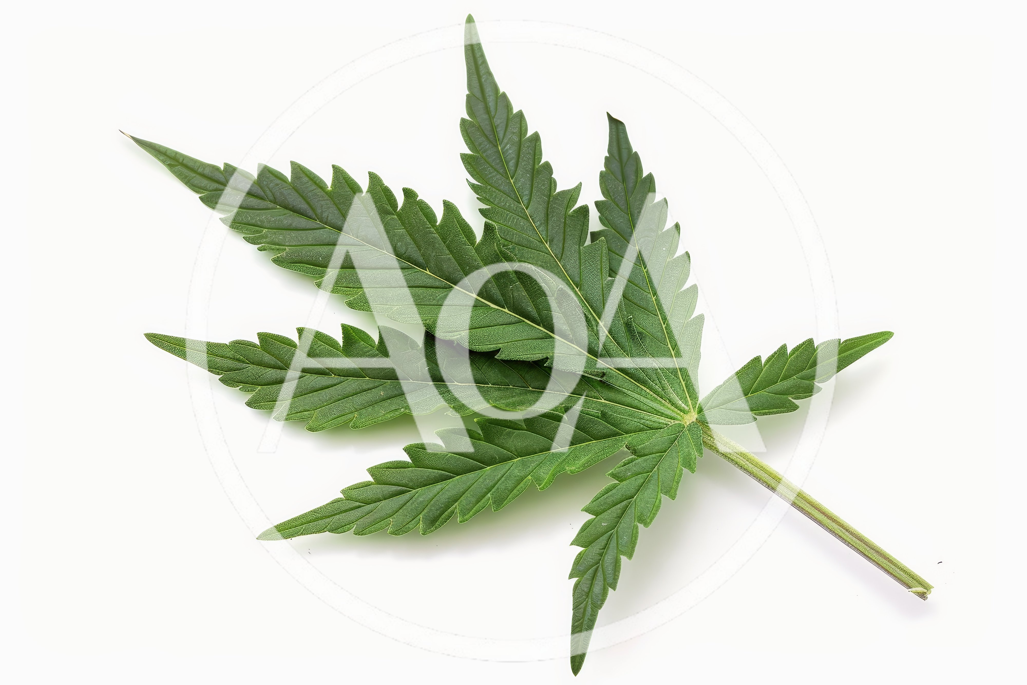 Single Green Cannabis Leaf Isolated On White Background