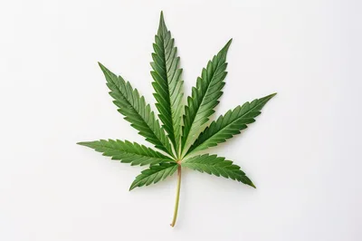 Single Green Cannabis Leaf On White Background