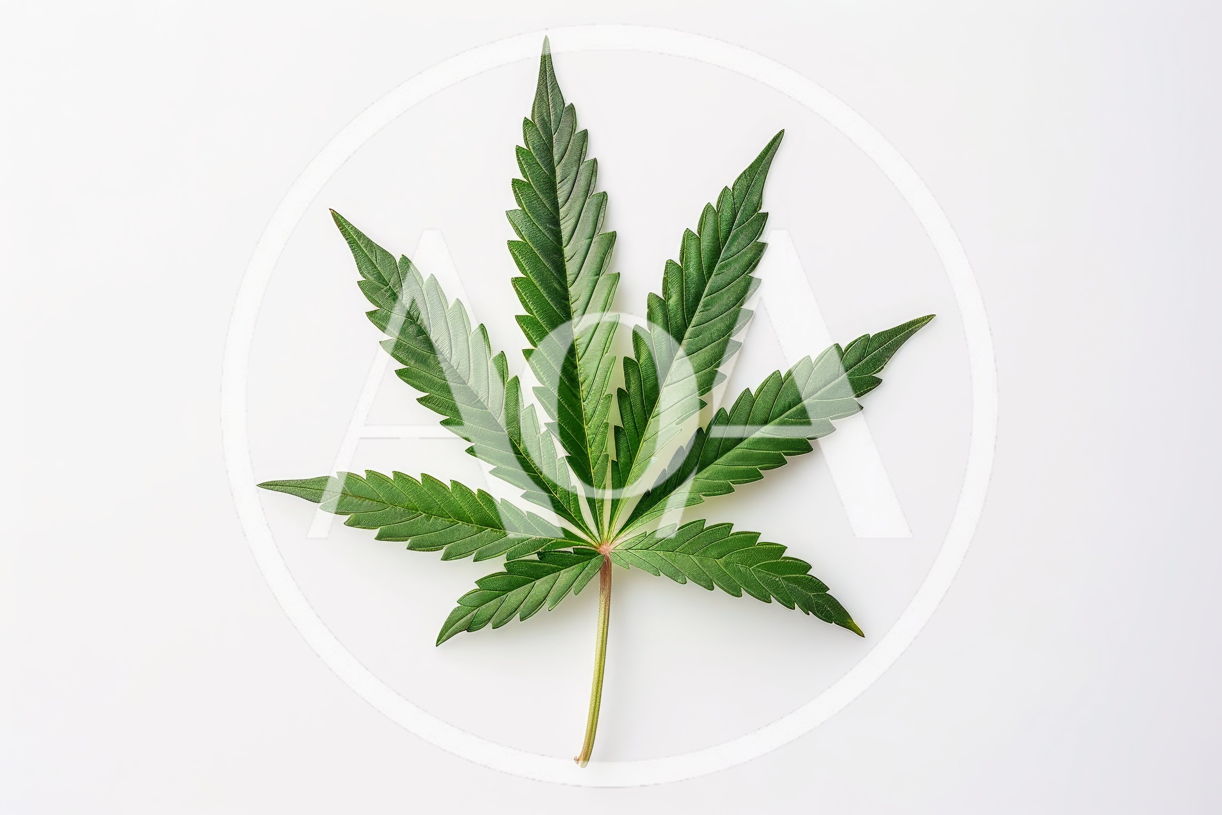 Single Green Cannabis Leaf On White Background