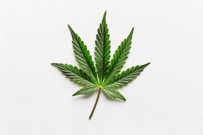 Single Green Cannabis Leaf Isolated On White Background