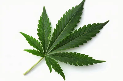Single Green Cannabis Leaf Isolated On White Background