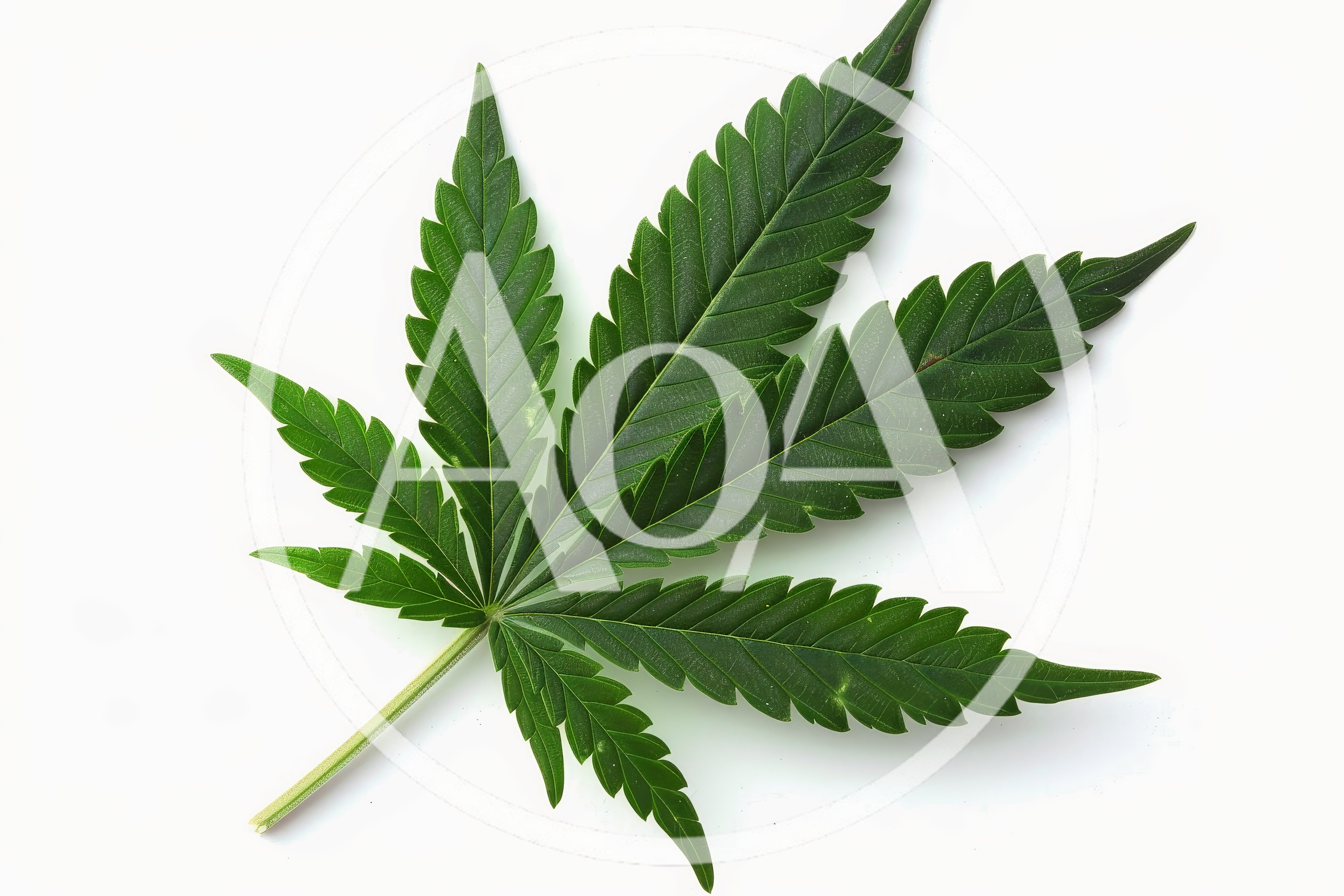 Single Green Cannabis Leaf Isolated On White Background