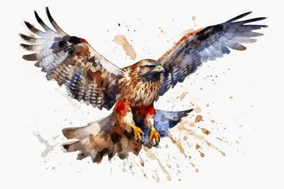 Watercolor Painting Of A Soaring Golden Eagle