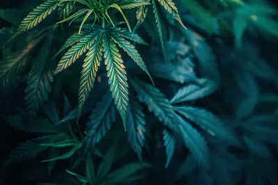 Close Up Of Vibrant Green Cannabis Leaves