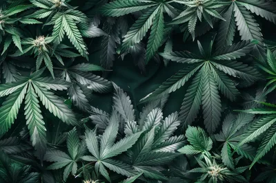 Top Down View Of Cannabis Leaves And Buds