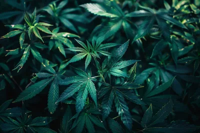 Lush Green Cannabis Leaves In A Dense Garden